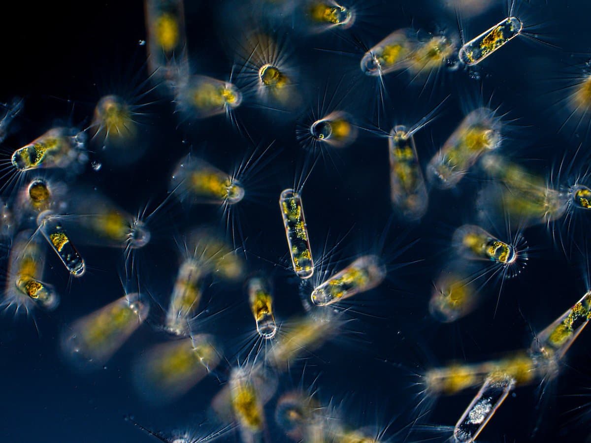 Phytoplankton photographed under a microscope, glowing against dark water
